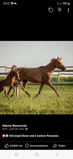 WPA Show Get IT Ibn Shine, Waldviertler Pinto Araber, Horses For Sale, Dobersberg, Image 2