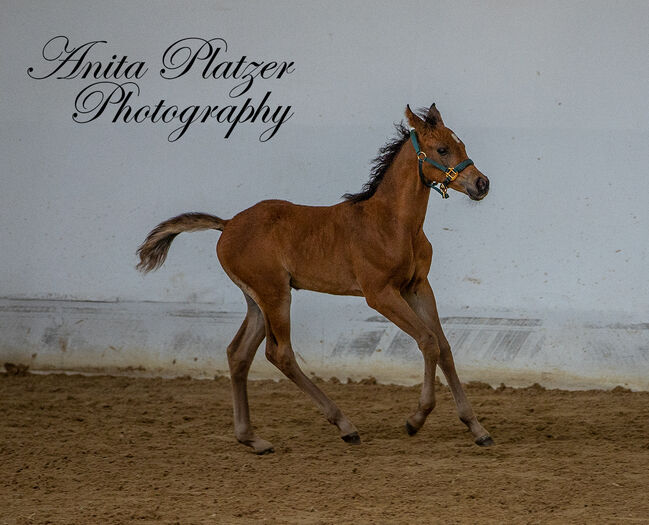 WPA Show Get IT Ibn Shine, Waldviertler Pinto Araber, Horses For Sale, Dobersberg