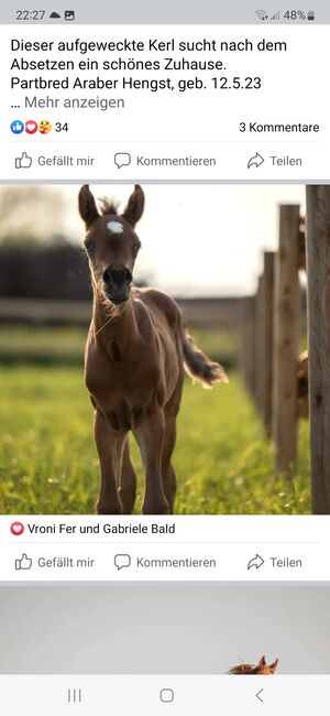 WPA Show Get IT Ibn Shine, Waldviertler Pinto Araber, Horses For Sale, Dobersberg, Image 3