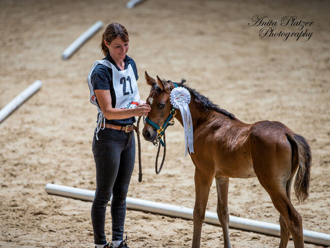 WPA Show Get IT Ibn Shine, Waldviertler Pinto Araber, Horses For Sale, Dobersberg, Image 4