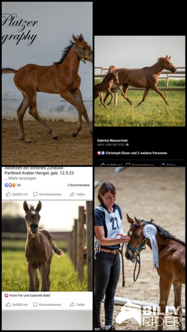 WPA Show Get IT Ibn Shine, Waldviertler Pinto Araber, Horses For Sale, Dobersberg, Image 9