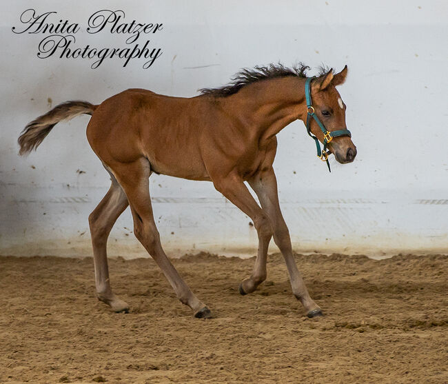 WPA Show Get IT Ibn Shine, Waldviertler Pinto Araber, Pferd kaufen, Dobersberg, Abbildung 7