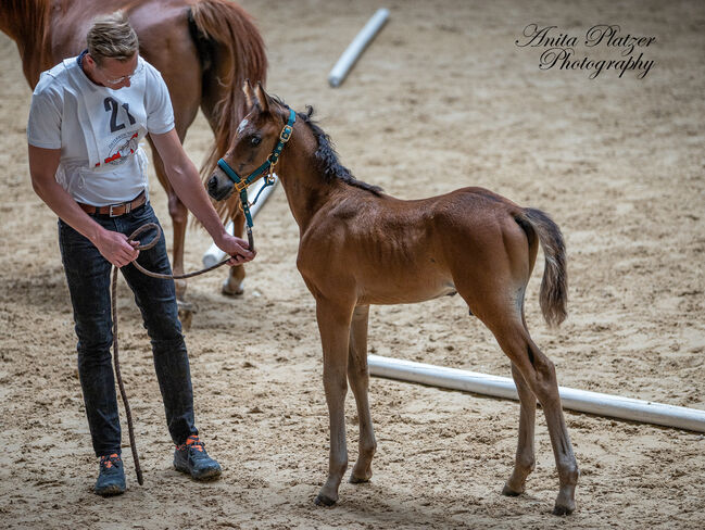 WPA Show Get IT Ibn Shine, Waldviertler Pinto Araber, Pferd kaufen, Dobersberg, Abbildung 5