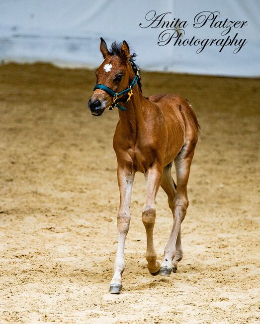 WPA Show Get IT Ibn Shine, Waldviertler Pinto Araber, Pferd kaufen, Dobersberg, Abbildung 6