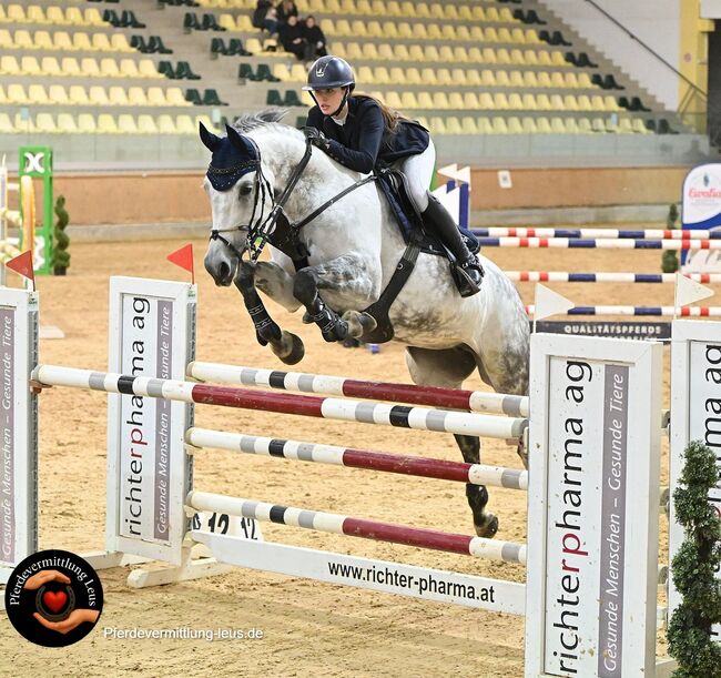 Sensible M-Springstute, Katharina Lehmann (Pferdevermittlung Leus), Konie na sprzedaż, Gallneukirchen