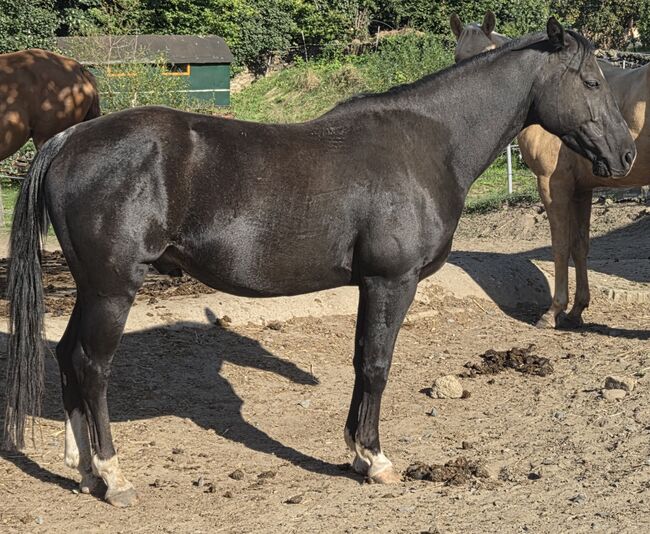 Sensibler Quarter Horse Wallach mit großem Herz sucht einfühlsamen Partner, Kerstin Rehbehn (Pferdemarketing Ost), Konie na sprzedaż, Nienburg, Image 7