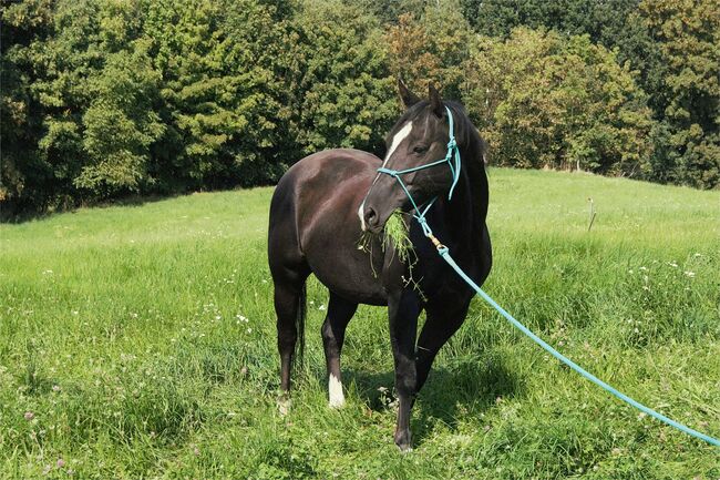 Sensibler Quarter Horse Wallach mit großem Herz sucht einfühlsamen Partner, Kerstin Rehbehn (Pferdemarketing Ost), Konie na sprzedaż, Nienburg