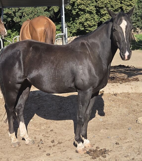 Sensibler Quarter Horse Wallach mit großem Herz sucht einfühlsamen Partner, Kerstin Rehbehn (Pferdemarketing Ost), Konie na sprzedaż, Nienburg, Image 4