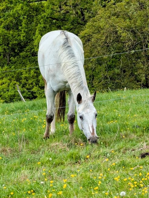 Wunderbare 5 jährige ApHC Stute, A. Gößler, Konie na sprzedaż, Morbach, Image 13