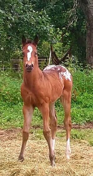 Wunderbare 5 jährige ApHC Stute, A. Gößler, Konie na sprzedaż, Morbach, Image 20