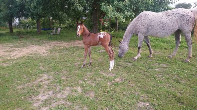 Wunderbare 5 jährige ApHC Stute, A. Gößler, Konie na sprzedaż, Morbach, Image 19