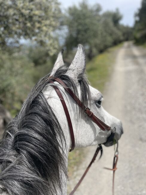 Gorgeous Arabic mare, 6 years - endurance riding ?!, Anna, Konie na sprzedaż, Mytilini, Image 8