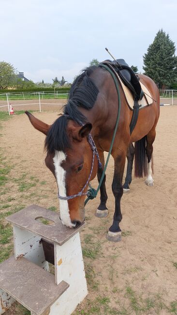 Tolle Stute, Tina, Konie na sprzedaż, Döbeln