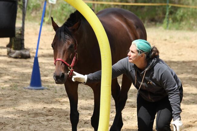 Tolle Vollblutstute sucht neue Herausforderung, Sandra Sommerfeld, Konie na sprzedaż, Hoppegarten, Image 5