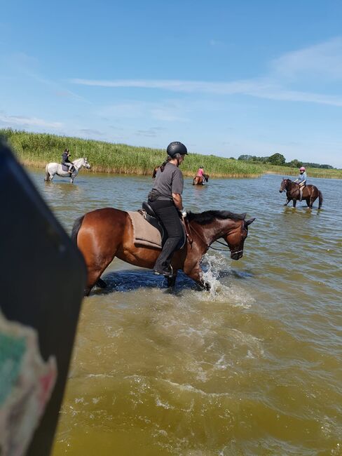 Tolle Vollblutstute sucht neue Herausforderung, Sandra Sommerfeld, Konie na sprzedaż, Hoppegarten, Image 6