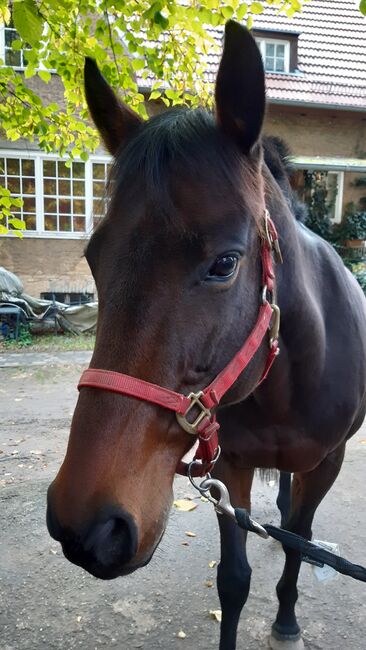 Tolle Vollblutstute sucht neue Herausforderung, Sandra Sommerfeld, Konie na sprzedaż, Hoppegarten, Image 2