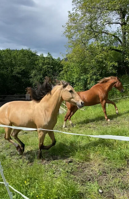 Wundervolle PRE Stute, Sandra Vogl , Konie na sprzedaż, Söll, Image 2