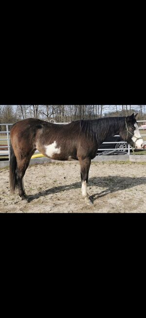 Super tolle Paint Horse Stute, Sandra Jetzinger, Konie na sprzedaż, Unterthambach, Image 3