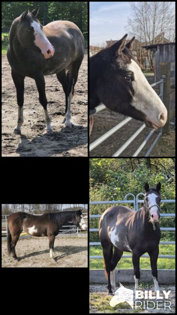 Super tolle Paint Horse Stute, Sandra Jetzinger, Konie na sprzedaż, Unterthambach, Image 5
