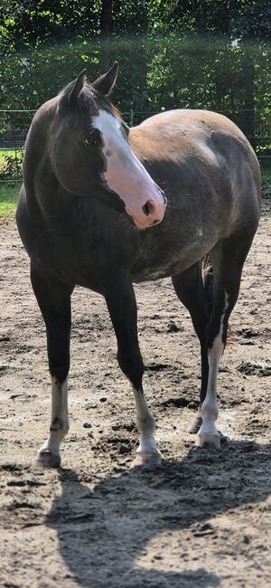 Super tolle Paint Horse Stute, Sandra Jetzinger, Konie na sprzedaż, Unterthambach