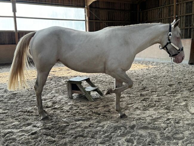 In sich ruhende, tolle Paint Horse Stute, Kerstin Rehbehn (Pferdemarketing Ost), Konie na sprzedaż, Nienburg, Image 4