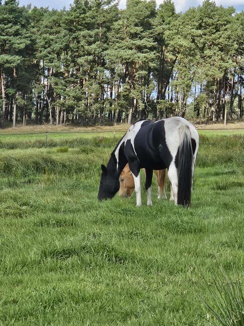 Tolle Paint Horse Stute mit super Charakter, Kerstin Rehbehn (Pferdemarketing Ost), Konie na sprzedaż, Nienburg, Image 2