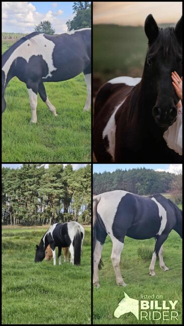Tolle Paint Horse Stute mit super Charakter, Kerstin Rehbehn (Pferdemarketing Ost), Konie na sprzedaż, Nienburg, Image 13