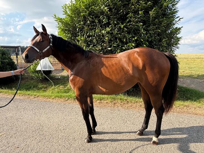 Traumhafte Quarter Horse Stute mit top Allroundabstammung, Kerstin Rehbehn (Pferdemarketing Ost), Konie na sprzedaż, Nienburg