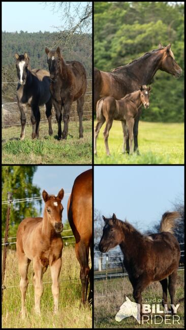 Wundervolle Quarter Horse Stute in Silver Bay, Kerstin Rehbehn (Pferdemarketing Ost), Konie na sprzedaż, Nienburg, Image 8