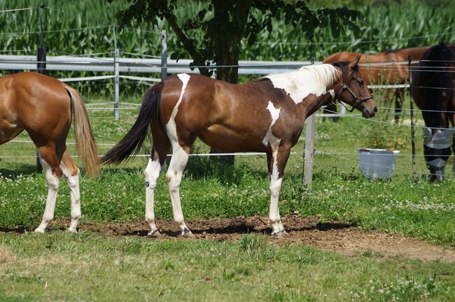 Wundervolle Paint Horse Nachwuchsstute von Aint It The Blues, Kerstin Rehbehn (Pferdemarketing Ost), Konie na sprzedaż, Nienburg