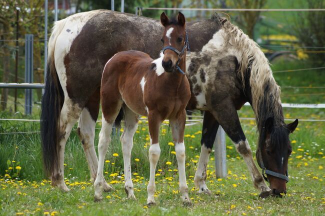 Wundervolle Paint Horse Nachwuchsstute von Aint It The Blues, Kerstin Rehbehn (Pferdemarketing Ost), Konie na sprzedaż, Nienburg, Image 7