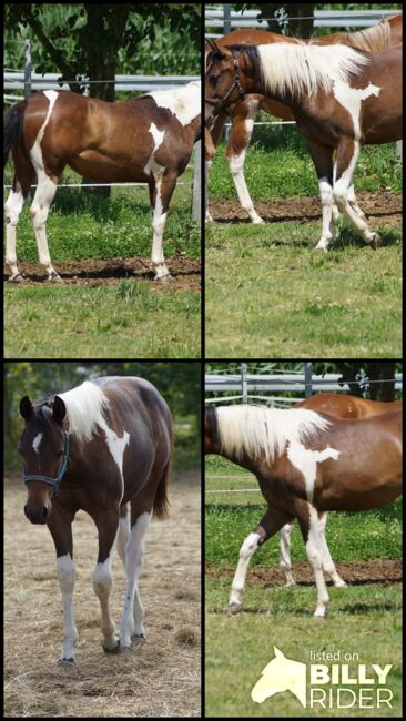 Wundervolle Paint Horse Nachwuchsstute von Aint It The Blues, Kerstin Rehbehn (Pferdemarketing Ost), Konie na sprzedaż, Nienburg, Image 9