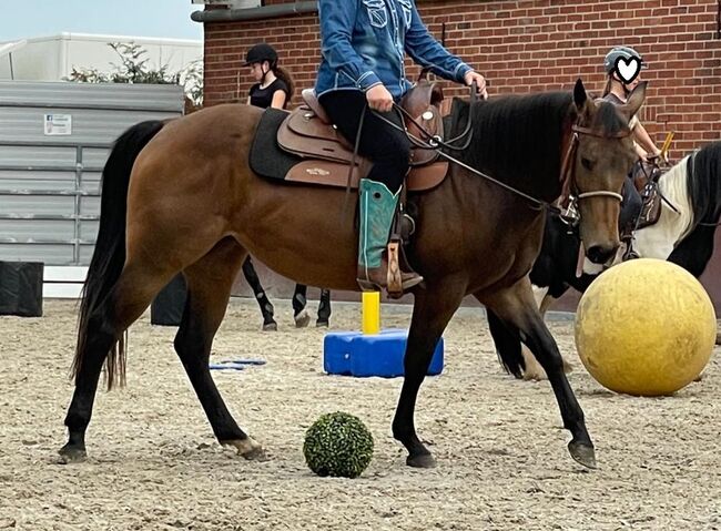 tolle, bildhübsche Quarter Horse Stute, Kerstin Rehbehn (Pferdemarketing Ost), Konie na sprzedaż, Nienburg