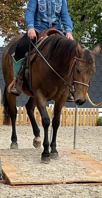 tolle, bildhübsche Quarter Horse Stute, Kerstin Rehbehn (Pferdemarketing Ost), Konie na sprzedaż, Nienburg, Image 3