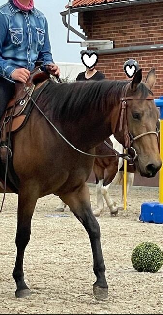 tolle, bildhübsche Quarter Horse Stute, Kerstin Rehbehn (Pferdemarketing Ost), Konie na sprzedaż, Nienburg, Image 5