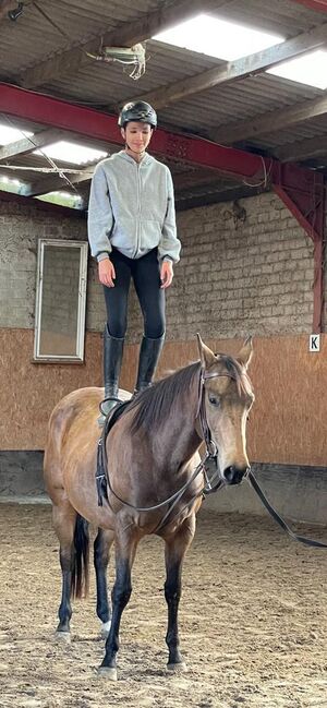 tolle, bildhübsche Quarter Horse Stute, Kerstin Rehbehn (Pferdemarketing Ost), Konie na sprzedaż, Nienburg, Image 8