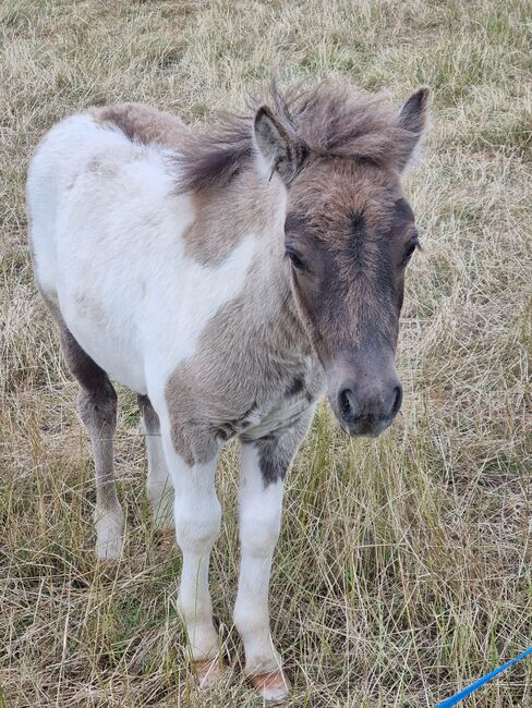 Tolle Hengstfohlen Shetlandpony in Sonderfarben, Nadine  (Shettyzucht Frechdachs ), Konie na sprzedaż, Heringen, Image 14