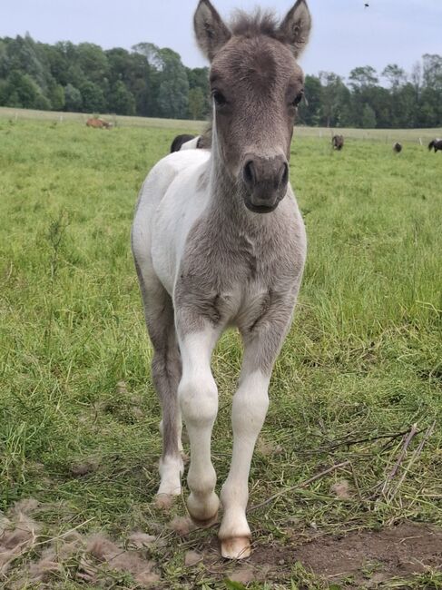 Tolle Hengstfohlen Shetlandpony in Sonderfarben, Nadine  (Shettyzucht Frechdachs ), Konie na sprzedaż, Heringen, Image 18