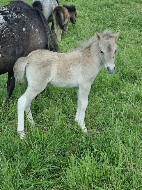 Tolle Hengstfohlen Shetlandpony in Sonderfarben, Nadine  (Shettyzucht Frechdachs ), Konie na sprzedaż, Heringen, Image 16