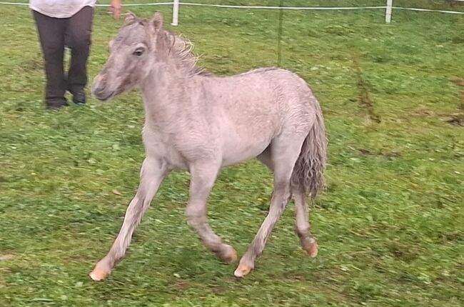 Tolle Hengstfohlen Shetlandpony in Sonderfarben, Nadine  (Shettyzucht Frechdachs ), Konie na sprzedaż, Heringen, Image 13