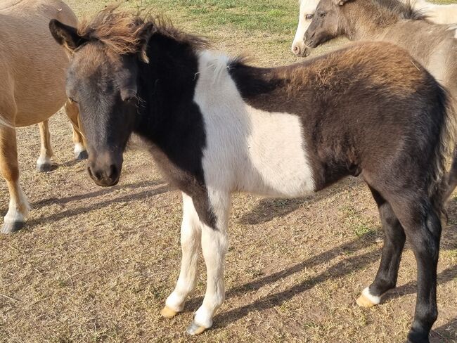 Tolle Hengstfohlen Shetlandpony in Sonderfarben, Nadine  (Shettyzucht Frechdachs ), Konie na sprzedaż, Heringen, Image 6