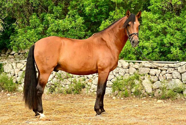 Toller, 10-jähriger Lusitano-Hengst, Katharina Schori, Konie na sprzedaż, Thusis