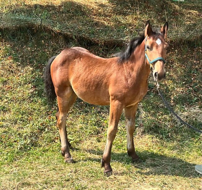 Charakterliches Traumpony, K.B.Z. verkaufspferde , Konie na sprzedaż, Steiermark/Leibnitz 