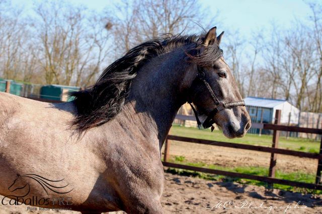 Toller barovker Junghengst - 1.60 m - zuckersüßer Charakter, Thomas Adams (Caballos PRE), Konie na sprzedaż, Bell, Image 7