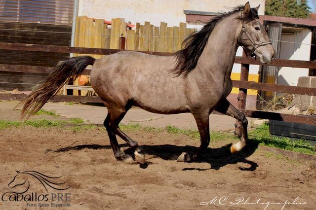 Toller barovker Junghengst - 1.60 m - zuckersüßer Charakter, Thomas Adams (Caballos PRE), Konie na sprzedaż, Bell, Image 3