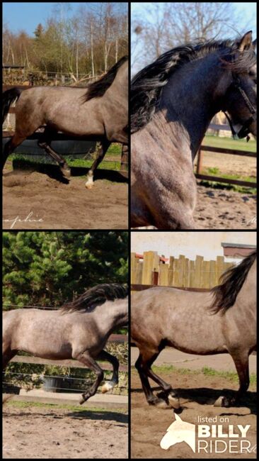 Toller barovker Junghengst - 1.60 m - zuckersüßer Charakter, Thomas Adams (Caballos PRE), Konie na sprzedaż, Bell, Image 8