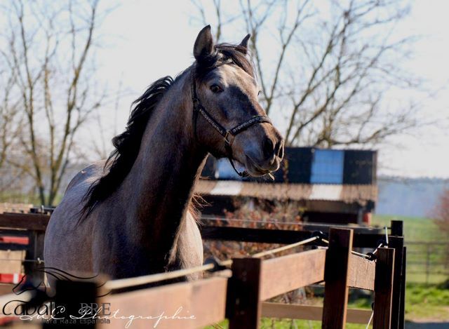 Toller barovker Junghengst - 1.60 m - zuckersüßer Charakter, Thomas Adams (Caballos PRE), Konie na sprzedaż, Bell, Image 4