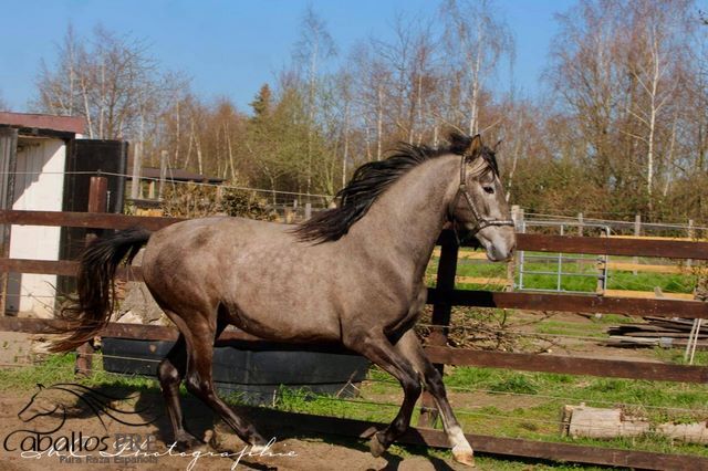Toller barovker Junghengst - 1.60 m - zuckersüßer Charakter, Thomas Adams (Caballos PRE), Konie na sprzedaż, Bell, Image 6