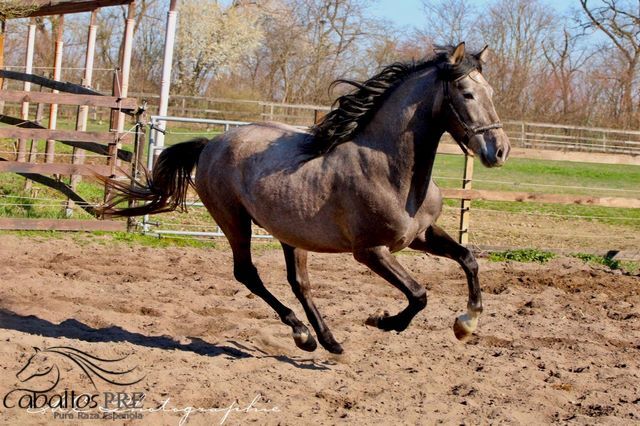 Toller barovker Junghengst - 1.60 m - zuckersüßer Charakter, Thomas Adams (Caballos PRE), Konie na sprzedaż, Bell, Image 5