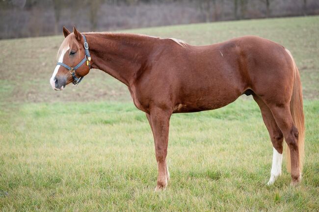 traumhafter Quarter Horse Hengst mit sehr viel Potenzial, Kerstin Rehbehn (Pferdemarketing Ost), Konie na sprzedaż, Nienburg